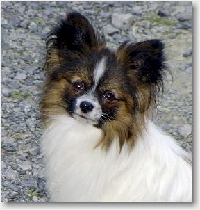 Angel at 18 months