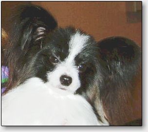 Boomer at one year