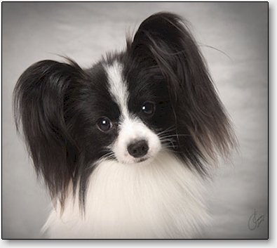 Boomer at 17 months