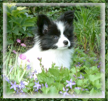 Boomer at 11 weeks