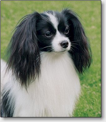 Caesar at 2 years
