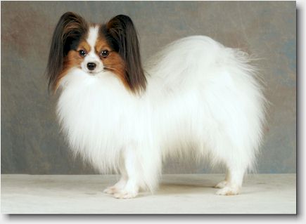 Chip is Breed Winner, November 2006. Photo: Wiegaarden