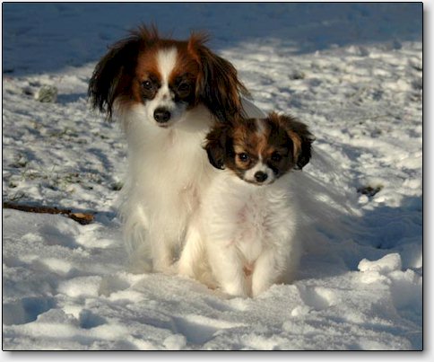Clara with her puppy Jailliance du Priamont de la Perce-Neige, sired by Revann des Charmes d'Antan