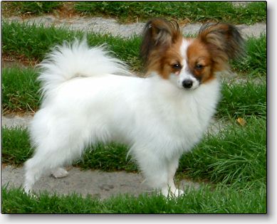 Kiki at 7 months