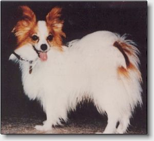Inkies Sweet Kiwi (13928 bytes)