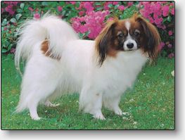 Lotte juli 2001