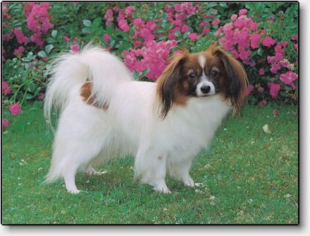 Lotte in July 2001