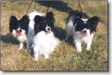Lucy, Bella, Misty (25434 bytes)