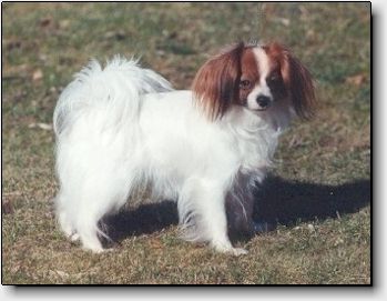 Lulu1.jpg (20843 bytes)
