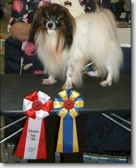 Nougat with his rosettes