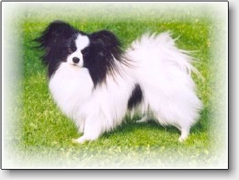 Lille-Per at 3 years - now Danish champion!