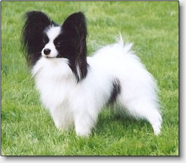 Lille-Per at 2.5 years