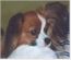 Polly