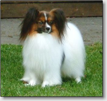 DKCH SCH Silenzio's Robin Hood