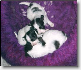 Rocke's puppies (14959 bytes)