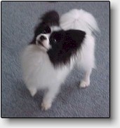 Rocke p� t�spidserne