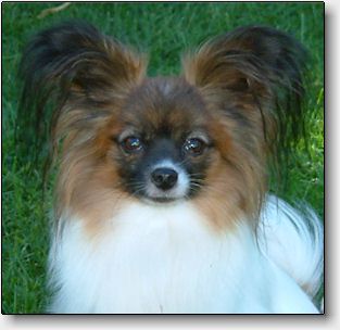 Rosie at 4 years