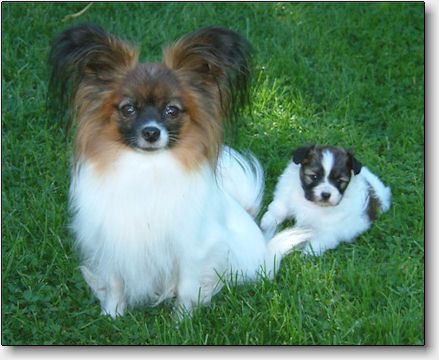 Rosie with her puppy sired by Blicci's U Are My Universe