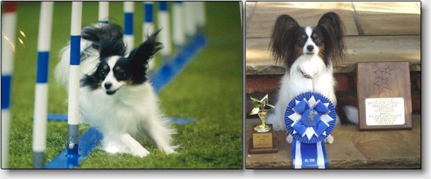 Star winning at the All Star Tournament