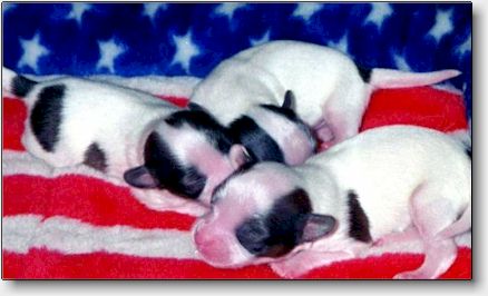 Star's puppies