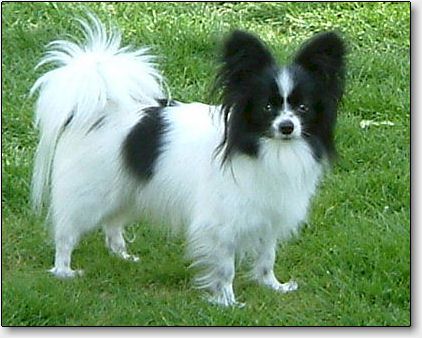 Sweetie at 3.5 years