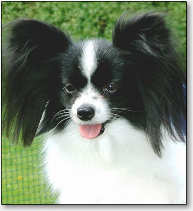 Sweetie at 4.5 years