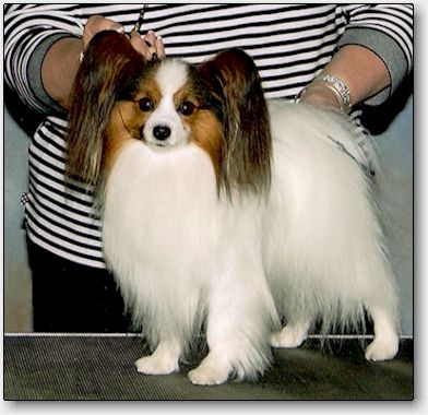 Tip at 3 years. Photo Fritz Clark