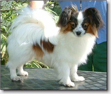 Toddy at 8 months