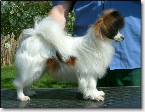 Toddy at 8 months
