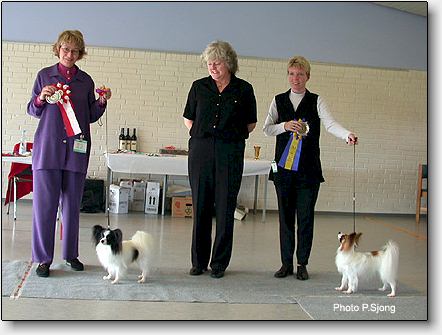 BIR & BIM papillon