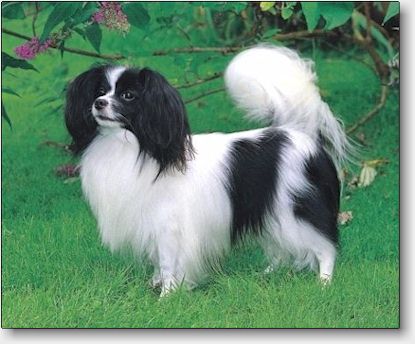 caesar00_1ny.jpg (32440 bytes)