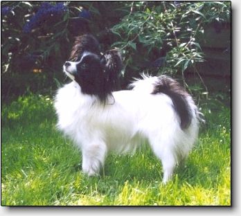 Chessie at 17 months