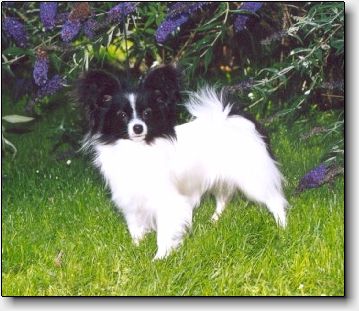 Chessie 17 months (